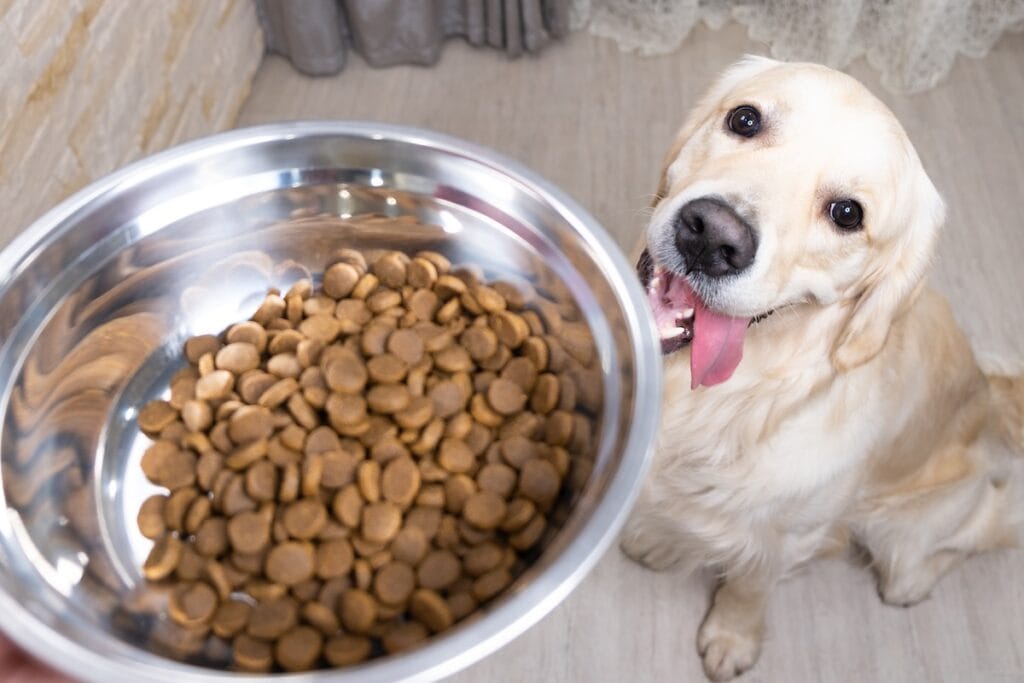 A happy golden retriever with its tongue out sits next to a stainless steel bowl filled with brown kibble dog food on a tiled floor.