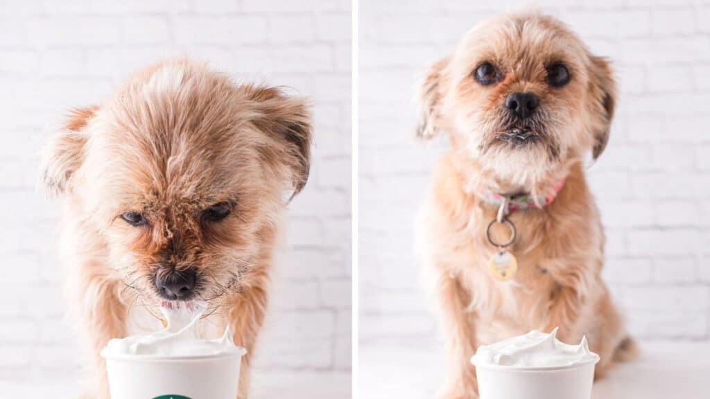 A dog licking foam from a cup / A dog with a cup with foam on it.