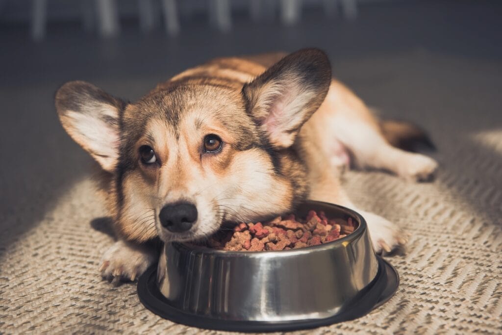 A dog with food.