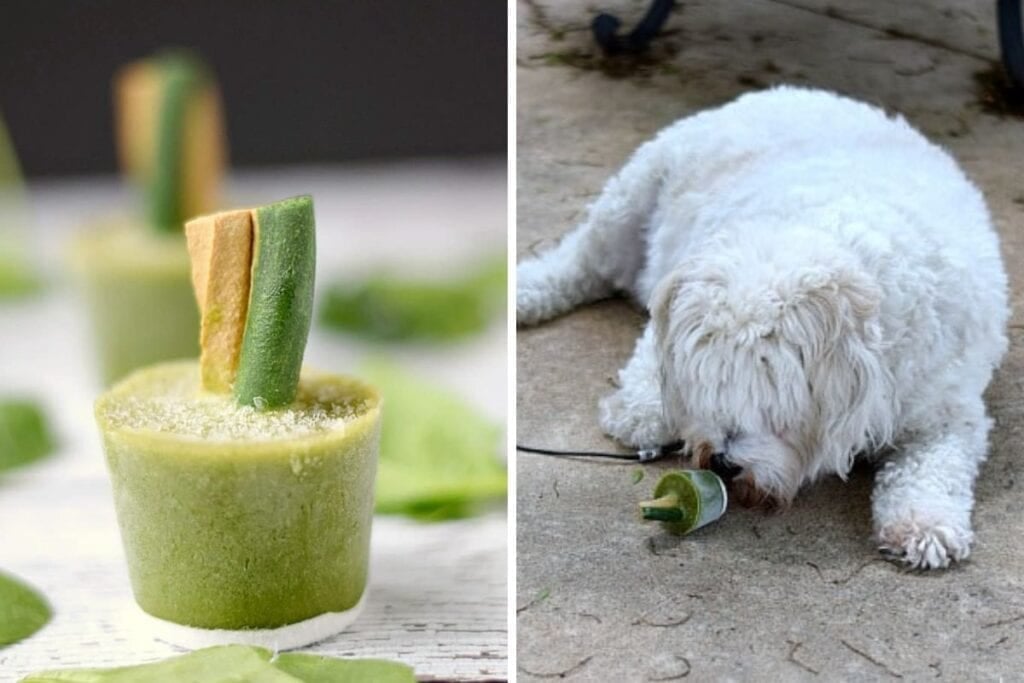 Green smoothie pupsicles on left, on right dog eating pupsicle.