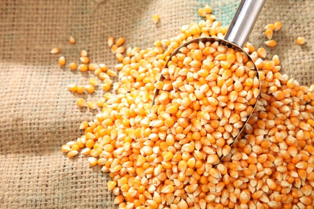 Popcorn kernels with a metal scoop.