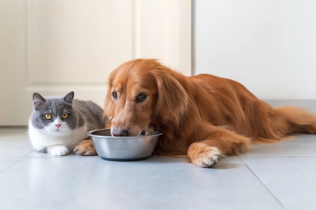 Dog and cat eating food from bowls