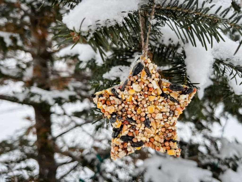 Star-shaped bird feeder made of seeds, hanging from snow-covered evergreen branch with twine.