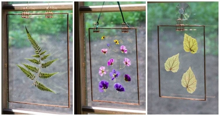 Three glass frames with pressed fern, colorful flowers, and pale leaves hanging in front of window with sunlight highlighting details.